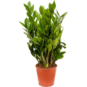 Zamioculcas zamiifolia 12/30 Plants Almost Paradise Berlin